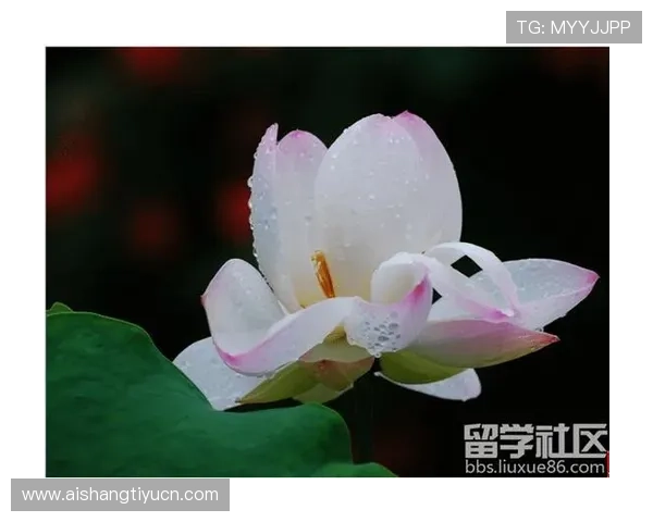 如何通过万博max体育登陆入口快速注册账号并享受优质体育赛事服务